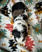 Sneaky- BMF, a female Australian Shepherd for sale in Wirtz, VA – Photo 6 of 9