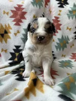 Sneaky- BMF, a female Australian Shepherd for sale in Wirtz, VA – Photo 5 of 9