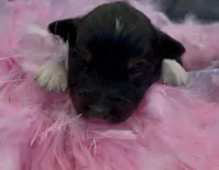 Sneaky- BTF1, a female Australian Shepherd for sale in Wirtz, VA – Photo 5 of 9