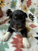 Sneaky- BTF1, a female Australian Shepherd for sale in Wirtz, VA – Photo 3 of 9