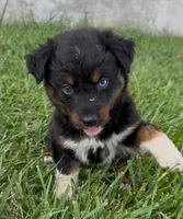Sneaky- BTF1, a female Australian Shepherd for sale in Wirtz, VA – Photo 9 of 9