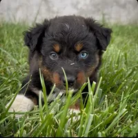Sneaky- BTF1, a female Australian Shepherd for sale in Wirtz, VA – Photo 1 of 9