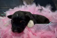 Sneaky- BTF1, a female Australian Shepherd for sale in Wirtz, VA – Photo 7 of 9