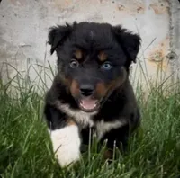 Sneaky- BTF1, a female Australian Shepherd for sale in Wirtz, VA – Photo 6 of 9