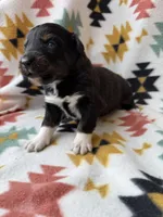 Sneaky- BTF1, a female Australian Shepherd for sale in Wirtz, VA – Photo 4 of 9