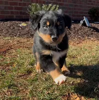 Seller, a male Australian Shepherd for sale in Wirtz, VA – Photo 3 of 4