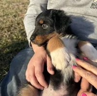 Seller, a male Australian Shepherd for sale in Wirtz, VA – Photo 2 of 4