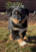 Seller, a male Australian Shepherd for sale in Wirtz, VA – Photo 4 of 4