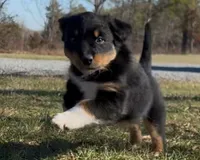 Seller, a male Australian Shepherd for sale in Wirtz, VA – Photo 1 of 4