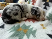 Slurpee- BMF3, a female Australian Shepherd for sale in Wirtz, VA – Photo 8 of 9