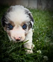 Slurpee- BMF3, a female Australian Shepherd for sale in Wirtz, VA – Photo 2 of 9