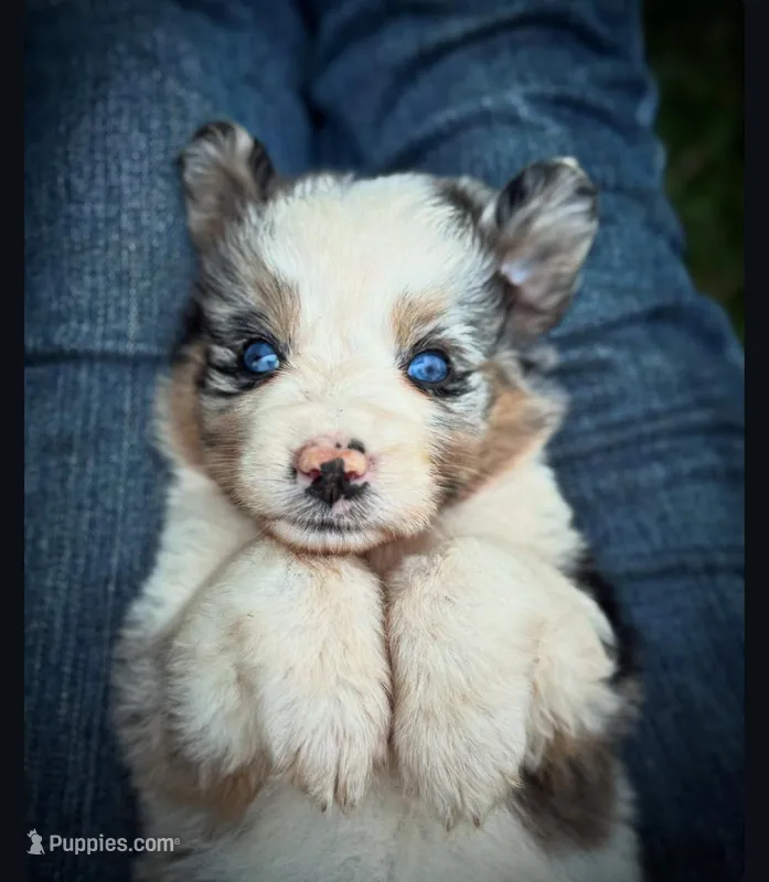 Slurpee- BMF3, a female Australian Shepherd for sale in Wirtz, VA – Photo 1 of 9