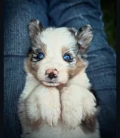 Slurpee- BMF3, a female Australian Shepherd for sale in Wirtz, VA – Photo 1 of 9