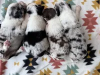 Slurpee- BMF3, a female Australian Shepherd for sale in Wirtz, VA – Photo 4 of 9