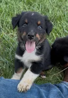 Sneaky- BTF3, a female Australian Shepherd for sale in Wirtz, VA – Photo 1 of 2