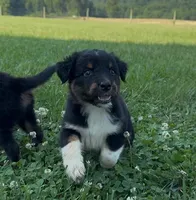 Sneaky- BTF3, a female Australian Shepherd for sale in Wirtz, VA – Photo 2 of 2