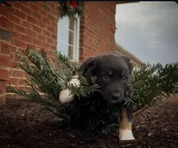 Black tri female, a female Australian Shepherd for sale in Wirtz, VA – Photo 1 of 2