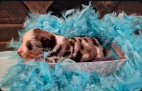 Sneaky- BMM, a male Australian Shepherd for sale in Wirtz, VA – Photo 6 of 10