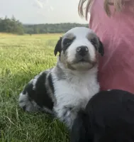 Sneaky- BMM, a male Australian Shepherd for sale in Wirtz, VA – Photo 2 of 10