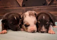 Sneaky- BMM, a male Australian Shepherd for sale in Wirtz, VA – Photo 9 of 10