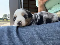 Sneaky- BMM, a male Australian Shepherd for sale in Wirtz, VA – Photo 10 of 10