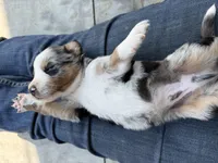 Sneaky- BMM, a male Australian Shepherd for sale in Wirtz, VA – Photo 7 of 10