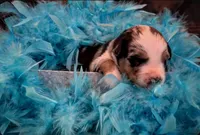 Sneaky- BMM, a male Australian Shepherd for sale in Wirtz, VA – Photo 8 of 10