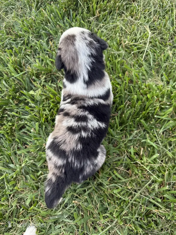 Sneaky- BMM, a male Australian Shepherd for sale in Wirtz, VA – Photo 1 of 10