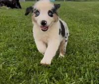 Slurpee- BMF2, a female Australian Shepherd for sale in Wirtz, VA – Photo 10 of 10