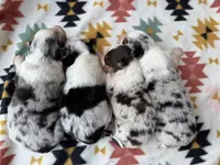 Slurpee- BMF2, a female Australian Shepherd for sale in Wirtz, VA – Photo 7 of 10