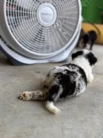 Slurpee- BMF2, a female Australian Shepherd for sale in Wirtz, VA – Photo 3 of 10