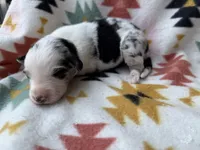 Slurpee- BMF2, a female Australian Shepherd for sale in Wirtz, VA – Photo 9 of 10
