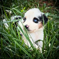 Slurpee- BMF2, a female Australian Shepherd for sale in Wirtz, VA – Photo 5 of 10