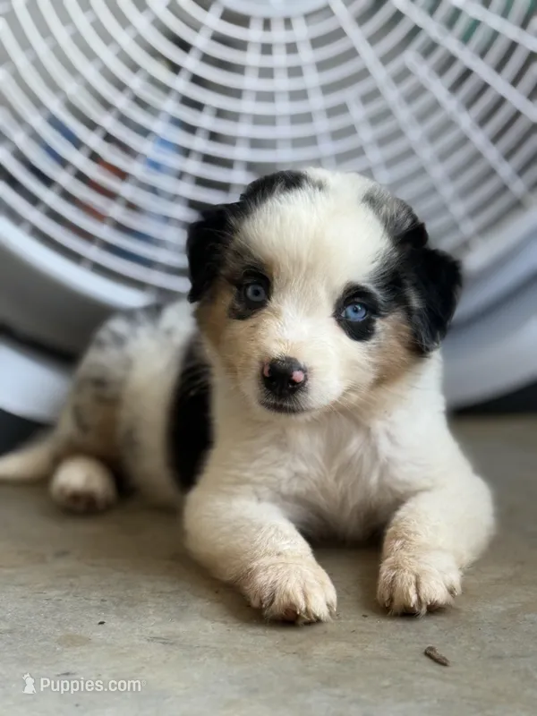 Slurpee- BMF2, a female Australian Shepherd for sale in Wirtz, VA – Photo 1 of 10