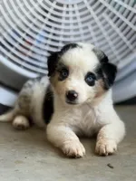 Slurpee- BMF2, a female Australian Shepherd for sale in Wirtz, VA – Photo 1 of 10