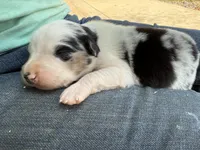 Slurpee- BMF2, a female Australian Shepherd for sale in Wirtz, VA – Photo 4 of 10