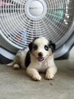 Slurpee- BMF2, a female Australian Shepherd for sale in Wirtz, VA – Photo 2 of 10