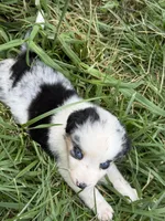 Slurpee- BMF2, a female Australian Shepherd for sale in Wirtz, VA – Photo 6 of 10