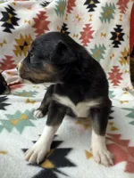 Sneaky- BTF2, a female Australian Shepherd for sale in Wirtz, VA – Photo 5 of 10
