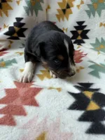 Sneaky- BTF2, a female Australian Shepherd for sale in Wirtz, VA – Photo 10 of 10