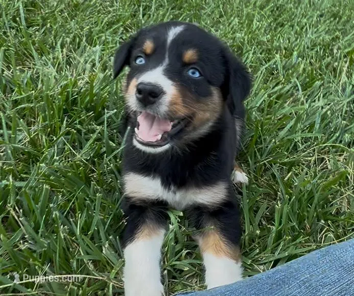 Sneaky- BTF2, a female Australian Shepherd for sale in Wirtz, VA – Photo 1 of 10