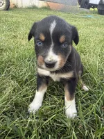 Sneaky- BTF2, a female Australian Shepherd for sale in Wirtz, VA – Photo 4 of 10