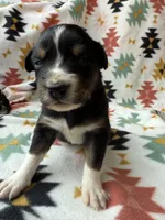 Sneaky- BTF2, a female Australian Shepherd for sale in Wirtz, VA – Photo 7 of 10