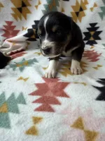 Sneaky- BTF2, a female Australian Shepherd for sale in Wirtz, VA – Photo 6 of 10