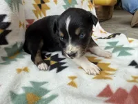 Sneaky- BTF2, a female Australian Shepherd for sale in Wirtz, VA – Photo 9 of 10