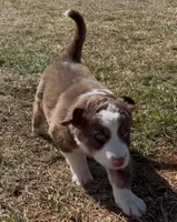 Thickums, a male Australian Shepherd for sale in Wirtz, VA – Photo 2 of 3
