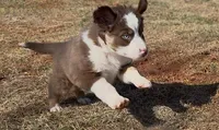 Thickums, a male Australian Shepherd for sale in Wirtz, VA – Photo 1 of 3