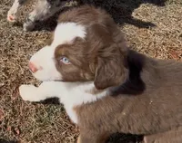 Thickums, a male Australian Shepherd for sale in Wirtz, VA – Photo 3 of 3