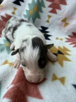 Slurpee- RMF, a female Australian Shepherd for sale in Wirtz, VA – Photo 2 of 6