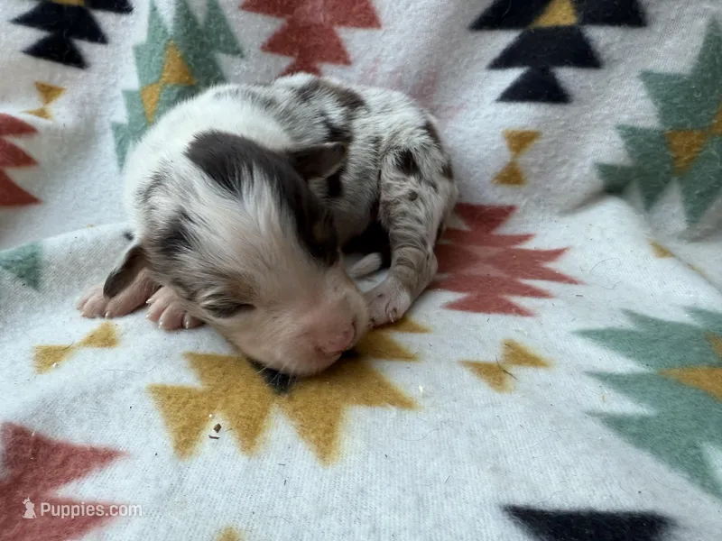 Slurpee- RMF, a female Australian Shepherd for sale in Wirtz, VA – Photo 1 of 6